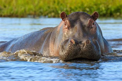 Wildlife in Egypt - Types of Egyptian Animals - A-Z Animals