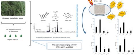 Melaleuca styphelioides Sm. Polyphenols Modulate Interferon Gamma ...