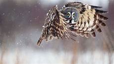 Best Owl Wallpaper by Owl Wallpapers Best Wallpapers Best Owl Wallpaper