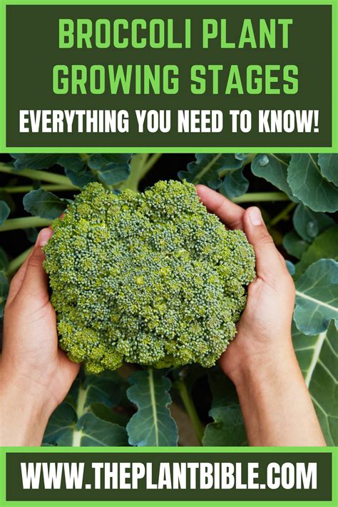 Broccoli plant growing stages everything you need to know – Artofit