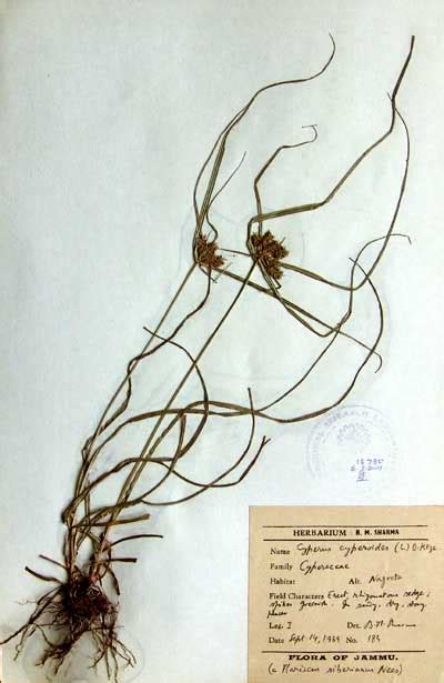 cyperus_cyperoids.