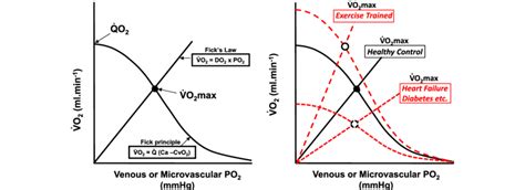 Image result for Oxygen Diffusing Capacity during Exercise