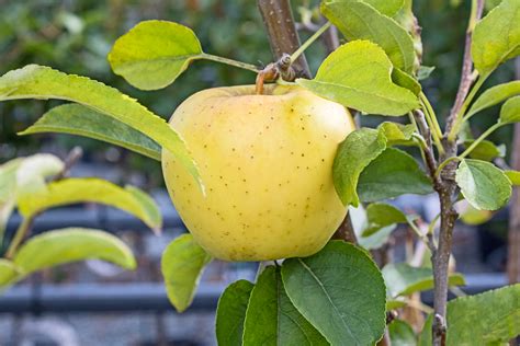 Process Fruit 的图像结果