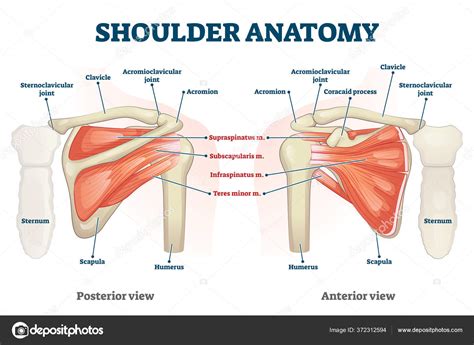 Image result for Shoulder Anatomy Animated Tutorial