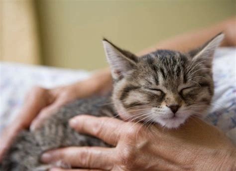 Why Do Cats Purr?