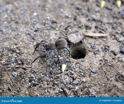 Trapdoor Spider Of The Family Ctenizidae From Kanger Ghati National Park Royalty-Free Stock ...