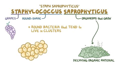Image result for Staphylococcus Saprophyticus Infection