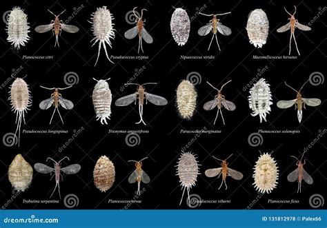 Mealybugs, Scale Insects stock photo. Image of israel - 131812978