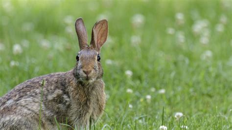 Wallpaper hare, animal, wildlife, grass hd, picture, image