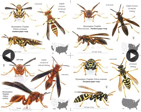 How To Identify A Queen Wasp: The Ultimate Guide