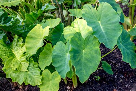 How to Grow and Care for Elephant Ear Plants