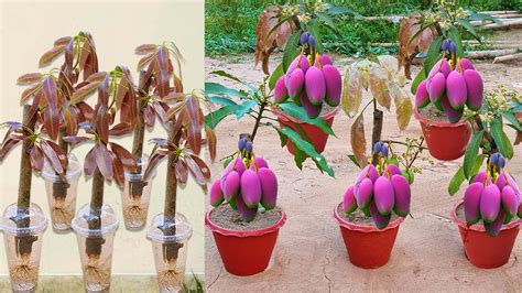 Image result for Mango Tree Pruning Machine