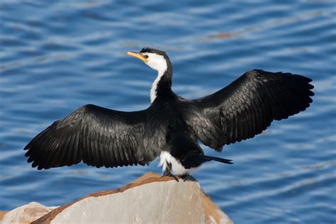 Cormorant | All Birds Wiki | FANDOM powered by Wikia
