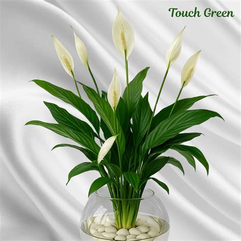 Buy Peace Lily Plant online in Kolkata, India | Touch Green