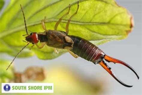 Can Earwigs Fly? Here’s What You Need to Know