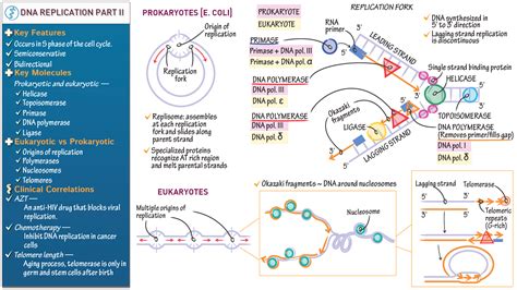 Image result for DNA Cell Replication