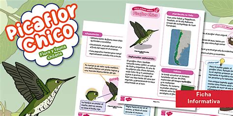 Ficha Informativa | Picaflor Chico | Fauna Endémica | Fauna