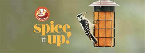 Presentation - Backyard Bird Hunters - Hawks, 2136 East Baseline Road ...