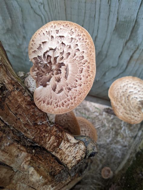 [gourmet] Pheasant's Back aka Dryad's Saddle mushroom logs are fruiting ...
