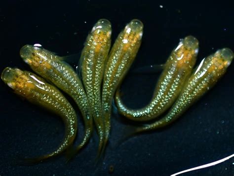 Japanese ricefish eggs20＋α rekurisu aquarium Medaka tropical fish rice ...