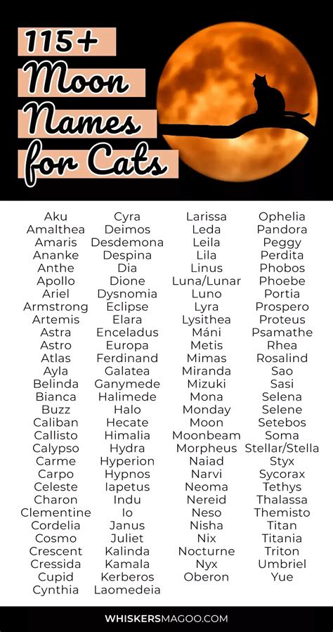 115+ Mystical Moon Names for Cats - Whiskers Magoo i 2024 | Katte navne ...