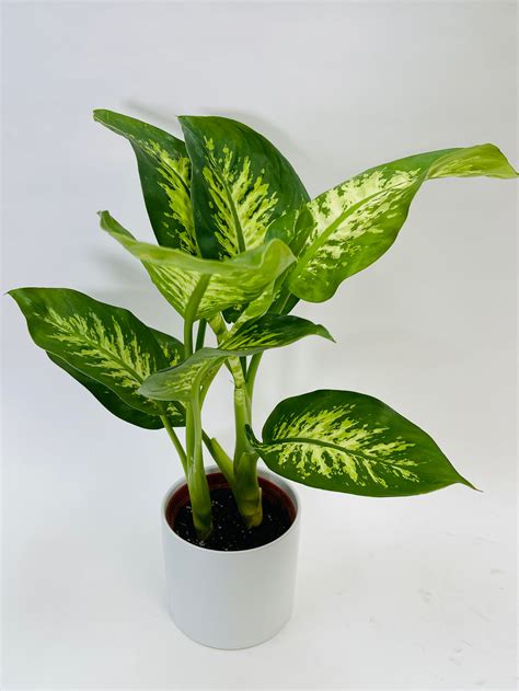 Dieffenbachia Tropic Snow 6" - SF Plants