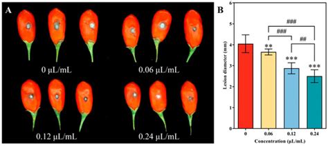 Inhibitory Effect and Mechanism of Carvacrol against Black Mold Disease ...