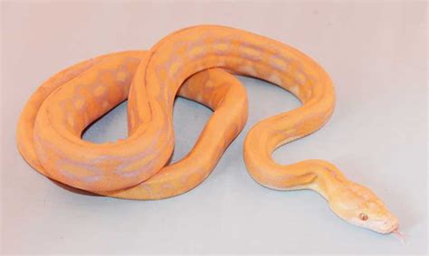 Image result for Reticulated Python Morphs