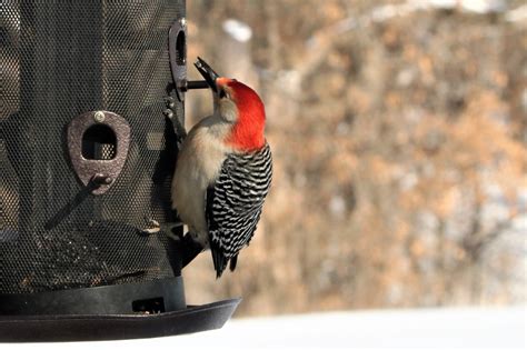 Woodpecker On Bird Feeder In Winter Free Stock Photo - Public Domain ...