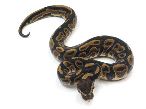 Image result for All-Black Ball Python