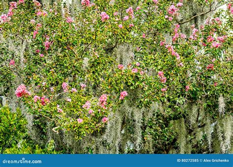 Azalea Bushes Covered in Spanish Moss Stock Image - Image of pathway ...