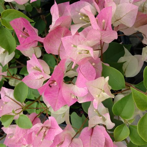 Caring For Bougainvillea Plants: Tips On Growing Bougainvillea In ...