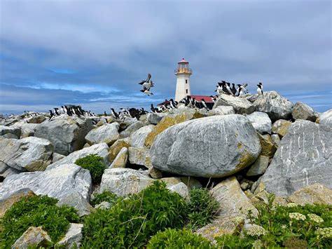 Machias Seal Island - SEATRACK
