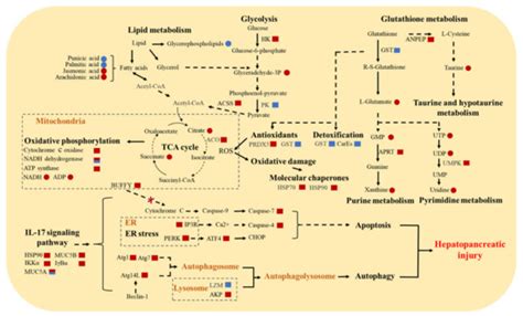 Integrative Analysis of Transcriptome and Metabolome Reveals Molecular ...