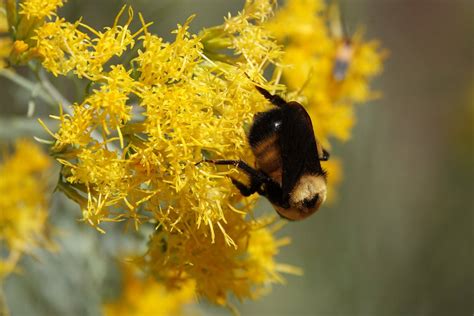 bee poem - Rewilding