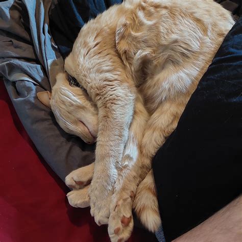 Toby's weird sleeping positions : r/OneOrangeBraincell