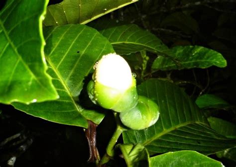 Image result for Bat Pollination