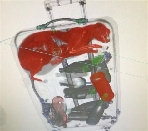 TSA X-ray reveals live cat was trapped in checked luggage at JFK ...