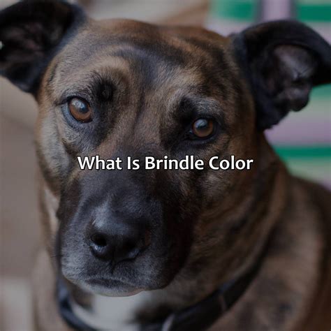 What Is A Brindle Color at Clifford Ward blog