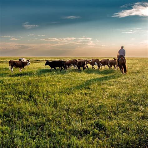 Image result for Altaic Languages Tree