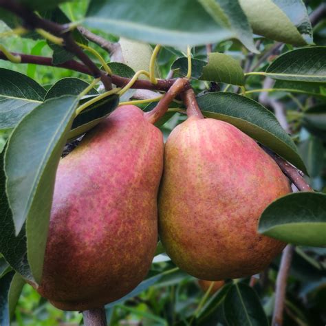 Red William Bartlett Pears – Tons Valley Shop
