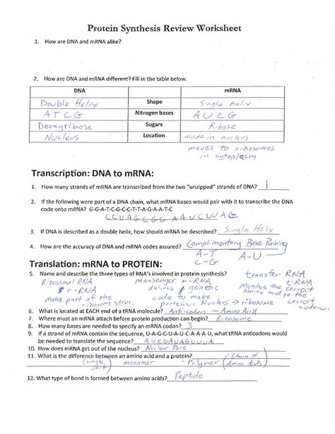 Protein Synthesis Worksheet Answer Key - E-streetlight.com