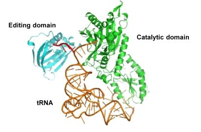 Welcome to Dr. Sankaranarayana Lab