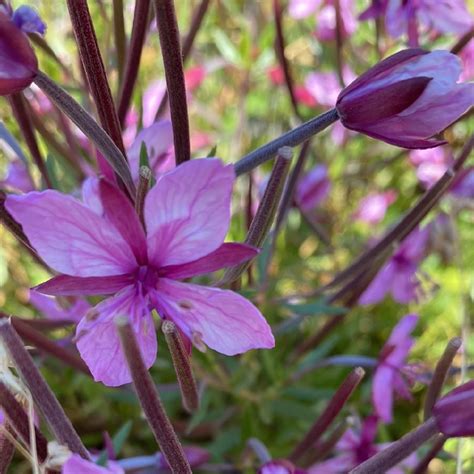 Epilobium fleischeri - PictureThis