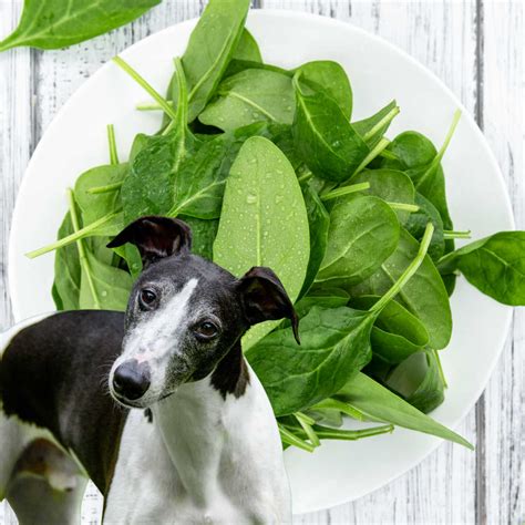 Can Dogs Eat Spinach