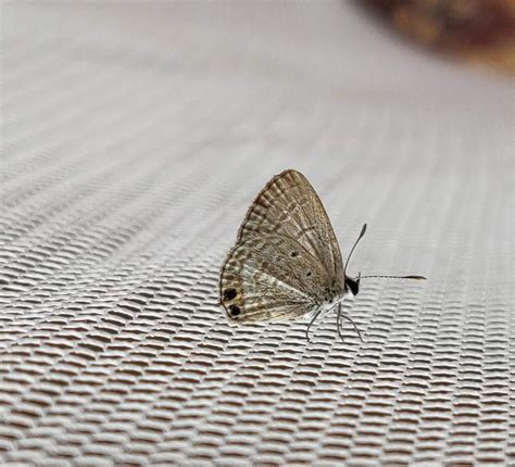 Chilades parrhasius parrhasius | Butterfly