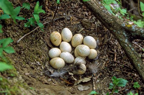 What Does a Turkey Nest Look Like? An In-Depth Look at Wild Turkey Nests