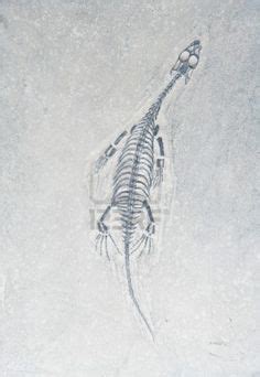 Bumpy Dinos Fossils 的图像结果