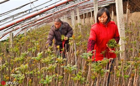 香椿苗几月播种？香椿移栽时间-种植技术-中国花木网