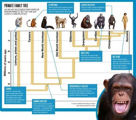 Image result for Primate Evolution Tree